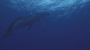 BALEINE A BOSSE