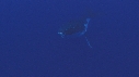 BALEINE A BOSSE
