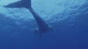 BALEINE A BOSSE