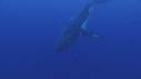 BALEINE A BOSSE