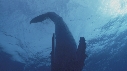 BALEINE A BOSSE
