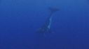 BALEINE A BOSSE