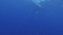 BALEINE A BOSSE