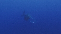 BALEINE A BOSSE