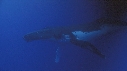 BALEINE A BOSSE