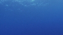 BALEINE A BOSSE