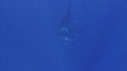 BALEINE A BOSSE