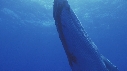 BALEINE A BOSSE