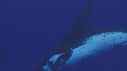BALEINE A BOSSE