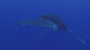 BALEINE A BOSSE