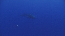 BALEINE A BOSSE