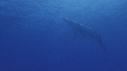 BALEINE A BOSSE