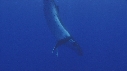BALEINE A BOSSE