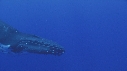 BALEINE A BOSSE