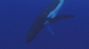 BALEINE A BOSSE