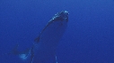 BALEINE A BOSSE