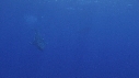 BALEINE A BOSSE
