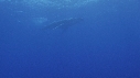 BALEINE A BOSSE