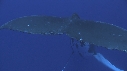 BALEINE A BOSSE