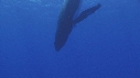 BALEINE A BOSSE