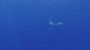 BALEINE A BOSSE