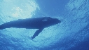 BALEINE A BOSSE