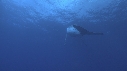 BALEINE A BOSSE