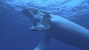 BALEINE A BOSSE
