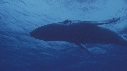 BALEINE A BOSSE