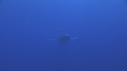 BALEINE A BOSSE