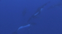BALEINE A BOSSE