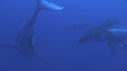 BALEINE A BOSSE