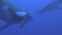 BALEINE A BOSSE