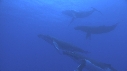 BALEINE A BOSSE