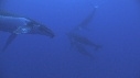 BALEINE A BOSSE