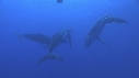 BALEINE A BOSSE