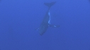 BALEINE A BOSSE