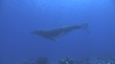 BALEINE A BOSSE