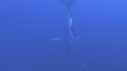 BALEINE A BOSSE