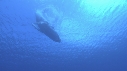 BALEINE A BOSSE