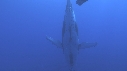 BALEINE A BOSSE