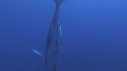 BALEINE A BOSSE