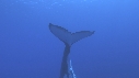 BALEINE A BOSSE