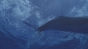 BALEINE A BOSSE