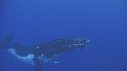 BALEINE A BOSSE