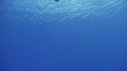 BALEINE A BOSSE