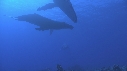 BALEINE A BOSSE