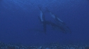 BALEINE A BOSSE