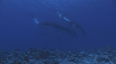 BALEINE A BOSSE