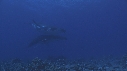 BALEINE A BOSSE